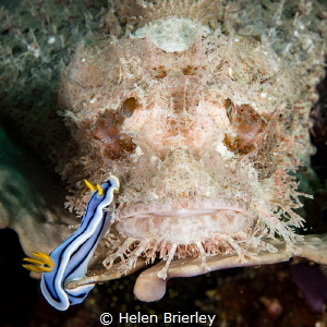 One of a series of 17 images shot as the nudibranch casua... by Helen Brierley 